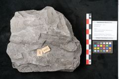 Foto (Objekt + Etikett) von Neuropteris sp.  (NHMW-GEO-2024-0188-10691)